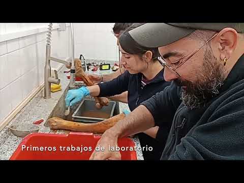 [VIDEO] Descubren un esqueleto de bisonte de hace unos 4.000 años en Urbasa