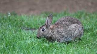 HOW TO GET RID OF RABBITS LIVING UNDER YOUR DECK
