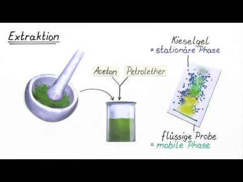 ST - Chromatographie von Blattfa...
