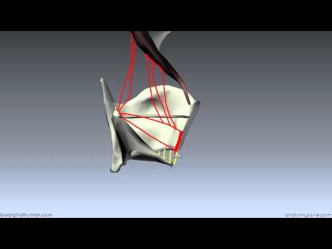 Muscles of the Larynx - Part 2 - 3D Anatomy Tutorial