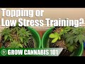 Comparing A Topped Plant With A Low Stress Trained Plant