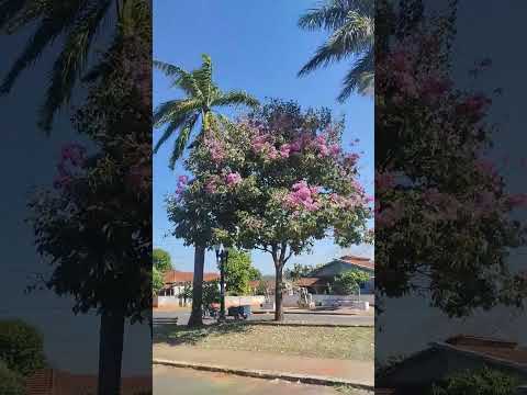 lindo ipê comesando a flori... Mariluz PR...