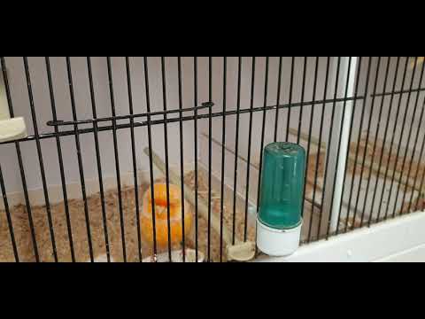 Norwich canarys 2021 pairings