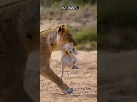 Anak singa albino dibesarkan oleh anjing baik hati. #shorts #satwa #singa