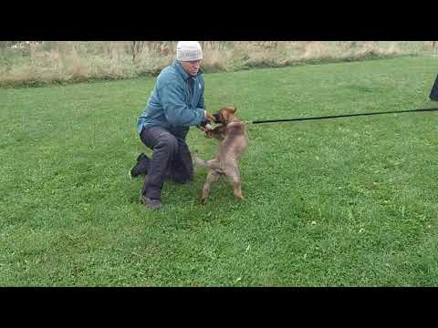 Warra vom Warnemünder Moorgeist - Protection 9/2021