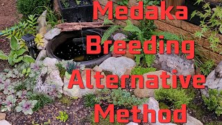 Medaka Breeding - Easiest Method