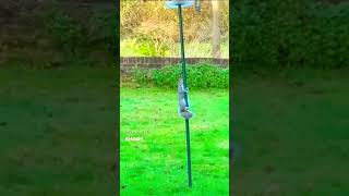 Download lagu Inilah yang terjadi jika Anda melumasi tiang tersebut 🐿 #celanapendek #viral #trending #tupai mp3