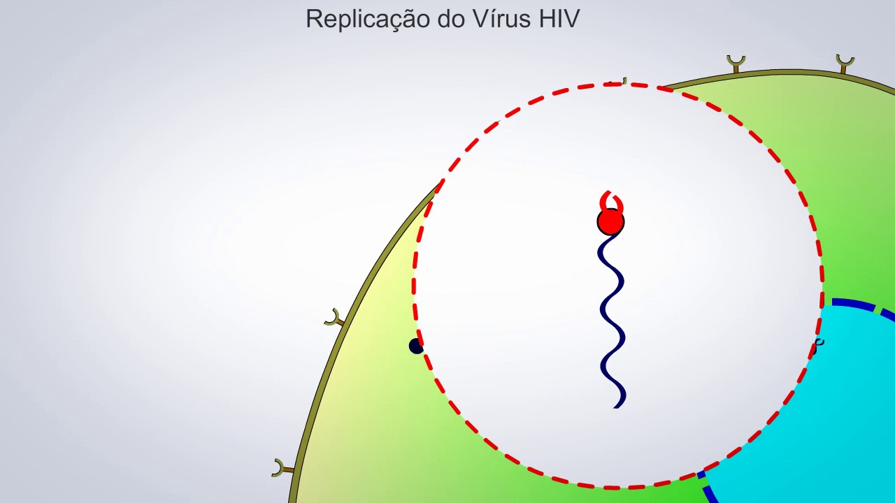 A Replicação do  HIV