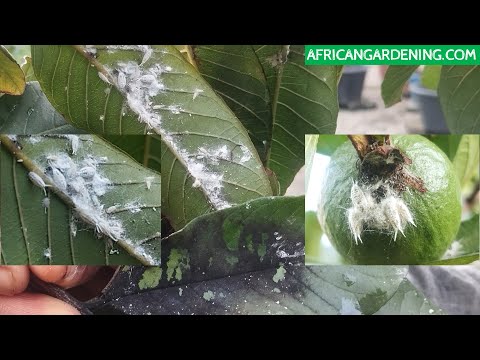 How to get rid of mealybugs on any plant, trees or flowers.