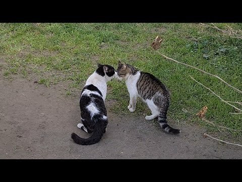 Cats fight for the territory.