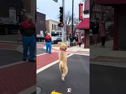 #funny #dogs #pet #dogscats#dogshorts #dog#doglover#doglife