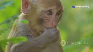 Monkey story
