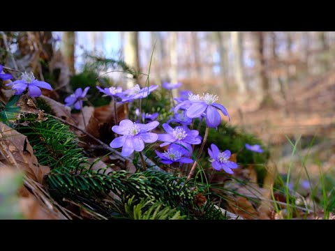 Die Schönheit der Leberblümchen  - The beauty of liverworts (Anemone hepatica, kidneywort)