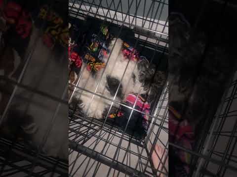 Freshpet - My 18 year old dog started having seizures - Image 2