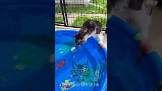 We got the kitty pool out today for the Maine Coons!