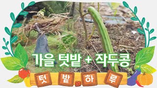 가을 텃밭 여름 작물 정리! 작두콩 수확해서 개봉하기! [텃밭의 하루#7]
