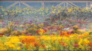 Morcheeba - Summertime (Summer Flowers - Flores de verano)