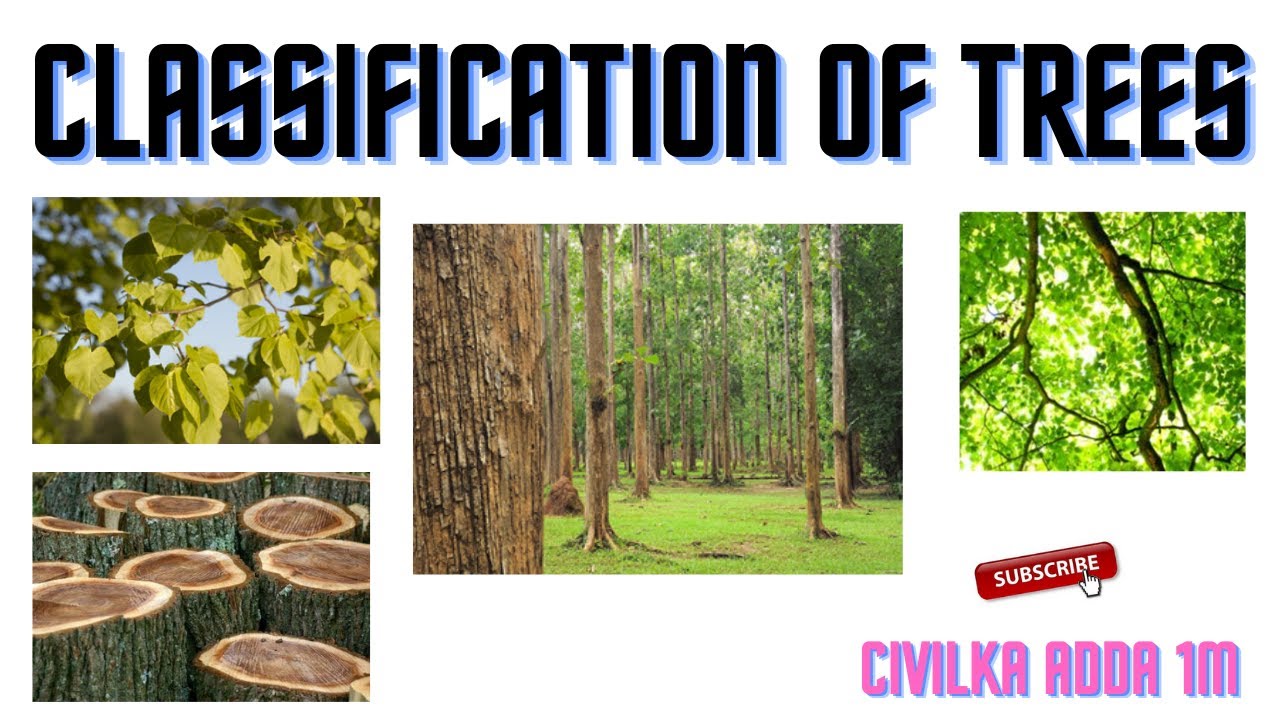 Classification of trees || Timber || Endogeneous trees || Exogeneous trees || BMCP || Wood ||