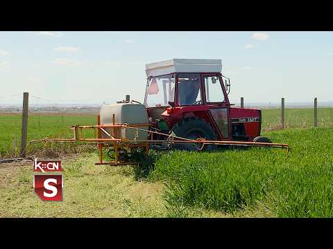 Stanje pšenice u opštini Šid