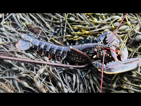 UK | Low Tide Foraging | LOBSTER GALORE.