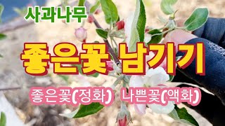 사과나무 좋은꽃 남기는 방법