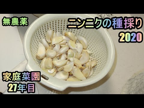 ニンニクの保存: 最良の保存のヒント 植物