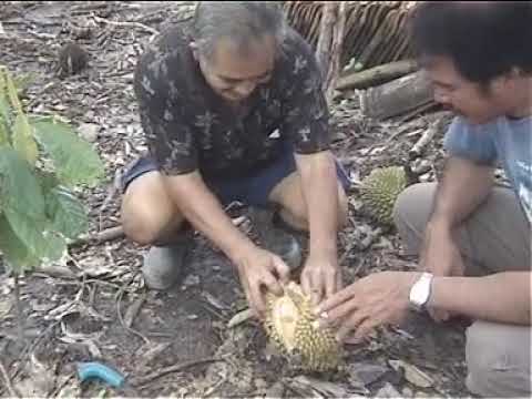 Fan Pho Bong - Chin Kwet Chun