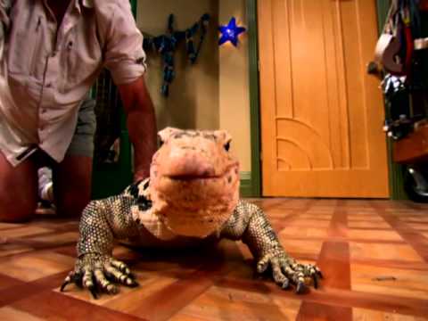 Mr. Kipling - Behind the Scenes - JESSIE - Disney Channel