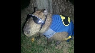 Cover art for capybaras pulling up