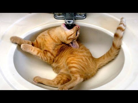 1 BEST FUNNY SHORT VIDEOS - 4th week of June 2022