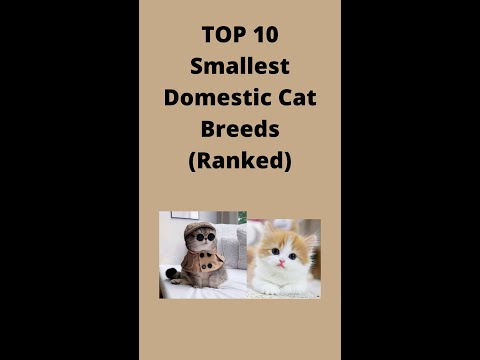 Top 10 Smallest Domestic Cat Breeds in the world(ranked)