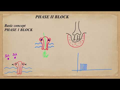 Succinylcholine Induced Desensitisation and Phase 2 Block