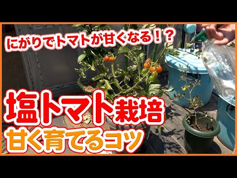 , title : '家庭菜園や農園で塩トマト栽培！にがりでトマトが激あまに！？収穫２週間前で間に合うトマトを甘く育てる技を徹底解説！【農家直伝】/Tips for growing salted tomatoes.'