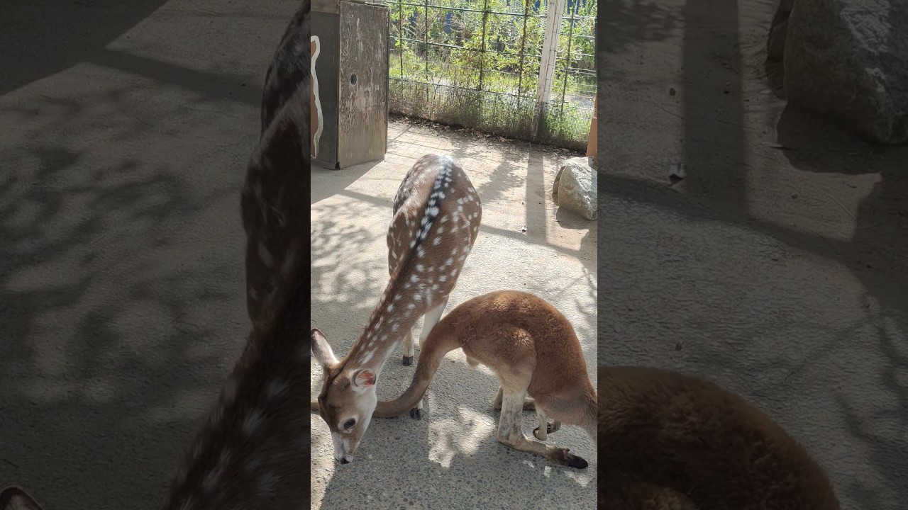 YouTube Short thumbnail