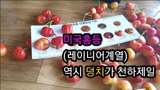 미국홍등~크기,당도 짱~ 열과, 유통성 아쉽