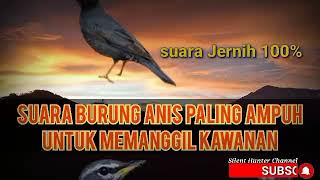 Download lagu SUARA PIKAT BURUNG ANIS PALING AMPUH PEMANGGIL KAWANAN mp3 Download lagu SUARA PIKAT BURUNG ANIS PALING AMPUH PEMANGGIL KAWANAN mp3