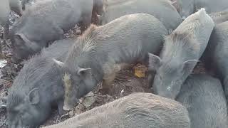 The Most Incredible Moments of Wild Pig Encounters | Nature's Wonderswildlife is the best moments