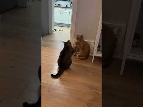 cat fight 🙀#cats #cutecats #foryou #Funnytiktok #funnyvideos #catlover #funnypets #viral #funny