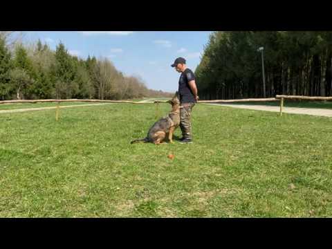 Wow! Der perfekte Hund - mit Spaß und Freude