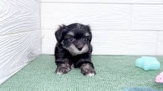 ハーフ犬の動画01