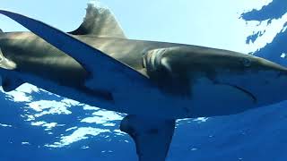 Longimane Shark - Red Sea - Egypt