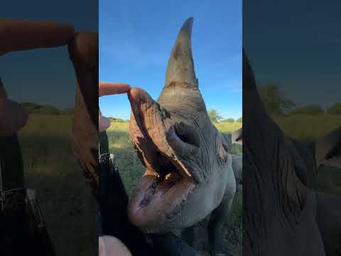 Look at the set of teeth on this black rhino female! 🦏🙌🏻  #wildlife