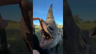 Look at the set of teeth on this black rhino female! 🦏🙌🏻  #wildlife