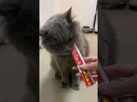 Jo Lo-CIAO 日本第一銷量貓小食 超級貓模短片大賽