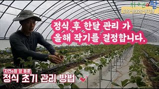 딸기 정식 후 1달 관리가 인생을 좌우합니다. 잎 정리, 관주 방법, 차광막, 온도 관리 꼭 지켜서 대성합시…