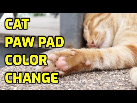 Why Do Cats Paw Pads Change Color?