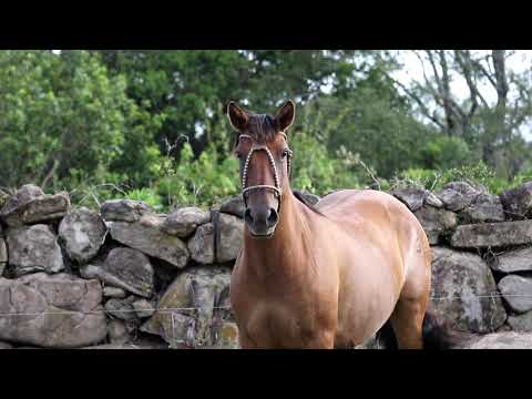 Lote 10 - Mercedes da Matarazzo