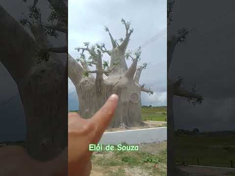 #Senador Elói de Sousa no rio grande do norte