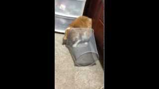 Cat Traps Work