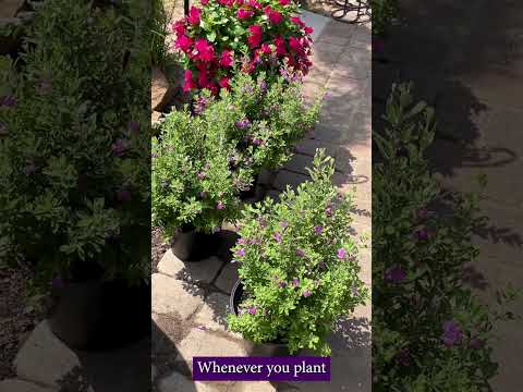 Deer-Resistant Gardening Tips 🦌 Protect Your Plants with These Simple Steps!